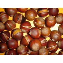 chestnut